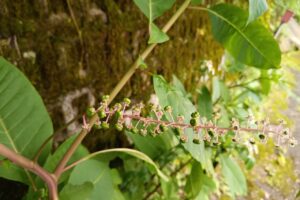 pokeweed2