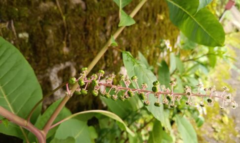pokeweed2