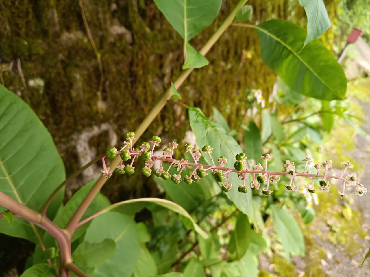 pokeweed2