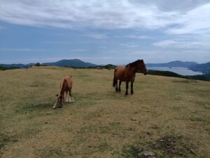 摩天崖。馬の親子