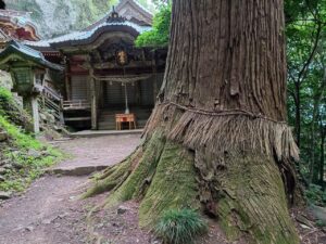 焼火神社。大杉2