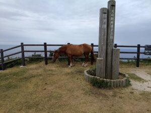 摩天崖。馬。寝てる
