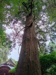 焼火神社。大杉