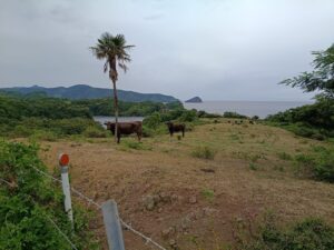 明屋展望所。牛